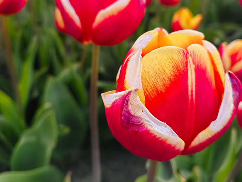 Белорусская Голландия